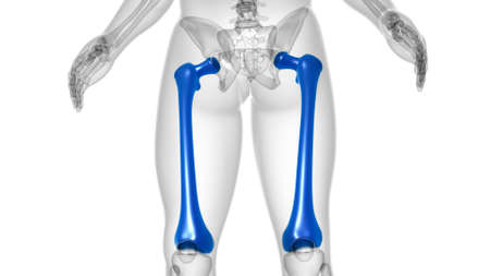 Human skeleton anatomy Femur Bone 3D Rendering For Medical Conceptの写真素材