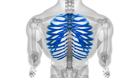 Human skeleton anatomy Rib Cage 3D Rendering For Medical Concept