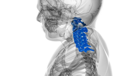 Human Skeleton Vertebral Column Cervical Vertebrae Anatomy 3D Illustration