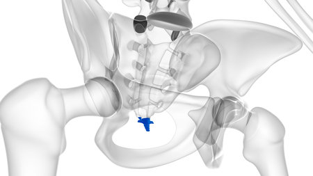 Human Skeleton Vertebral Column Coccyx or tail bone Anatomy 3D Illustration