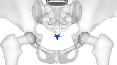 Human Skeleton Vertebral Column Coccyx or tail bone Anatomy 3D Illustration