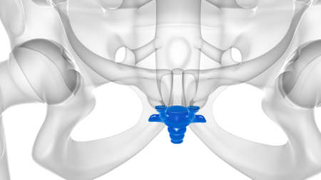 Human Skeleton Vertebral Column Coccyx or tail bone Anatomy 3D Illustrationの写真素材