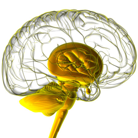 Human Brain inner parts Anatomy For Medical Concept 3D Illustration