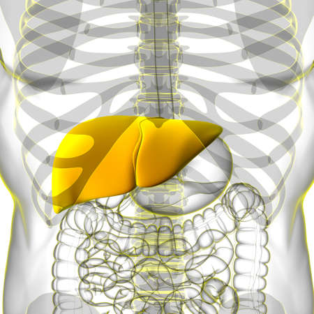 Liver 3D Illustration Human Digestive System Anatomy For Medical Conceptの写真素材