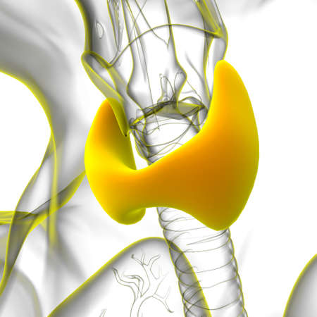 Thyroid Gland Anatomy For Medical Concept 3D Illustrationの写真素材