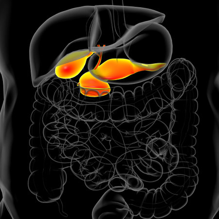 Gall Bladder Human Digestive System Anatomy For Medical Concept 3D Illustration