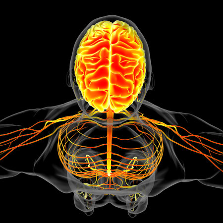 Human Brain Anatomy For Medical Concept 3D Illustration