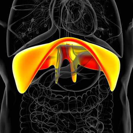 Diaphragm Human Respiratory System Anatomy For Medical Concept 3D Illustrationの写真素材