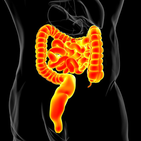 Small and Large Intestine 3D Illustration Human Digestive System Anatomy For Medical Concept