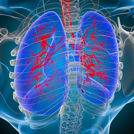 Lungs Human Respiratory System Anatomy For Medical Concept 3D Illustration