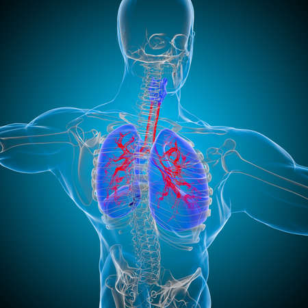 Lungs Human Respiratory System Anatomy For Medical Concept 3D Illustrationの写真素材
