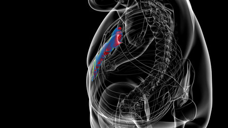 Human Skeleton Sternum Bone Anatomy For Medical Concept 3D Illustration
