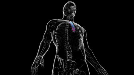 Human Skeleton Sternum Bone Anatomy For Medical Concept 3D Illustrationの写真素材