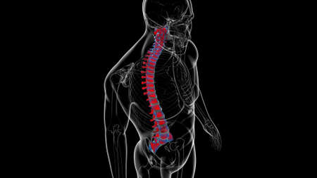 Human Skeleton Vertebral Column Vertebrae Anatomy 3D Illustrationの写真素材