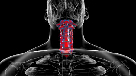 Human Skeleton Vertebral Column Cervical Vertebrae Anatomy 3D Illustrationの写真素材