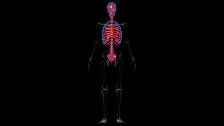 Human Skeleton Axial Skeleton Anatomy 3D Illustrationの写真素材