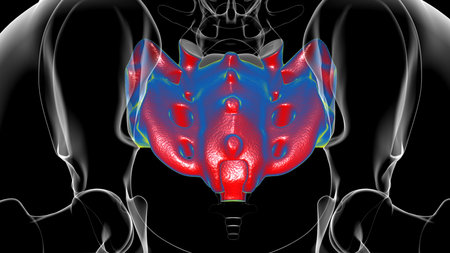 Human skeleton anatomy Sacral Bone 3D Rendering For Medical Concept