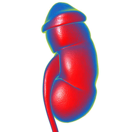 Human Urinary System Kidneys with Bladder Anatomy For Medical Concept 3D Illustrationの写真素材