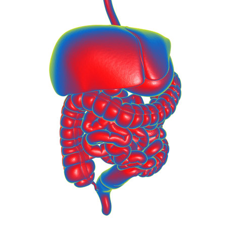Human Digestive System Anatomy For Medical Concept 3D Illustration