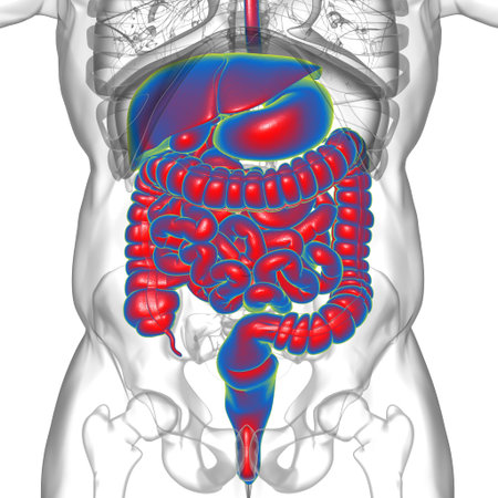 Human Digestive System Anatomy For Medical Concept 3D Illustration