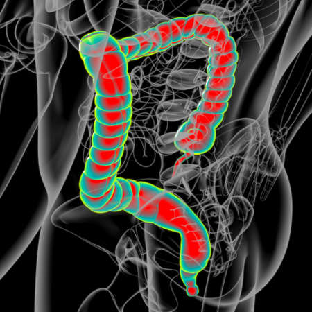 Large Intestine 3D Illustration Human Digestive System Anatomy For Medical Conceptの写真素材