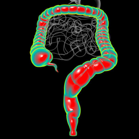 Large Intestine 3D Illustration Human Digestive System Anatomy For Medical Conceptの写真素材