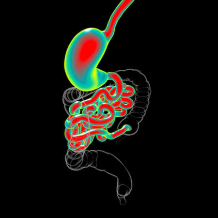 Stomach Anatomy Human Digestive System For Medical Concept 3D Illustrationの写真素材