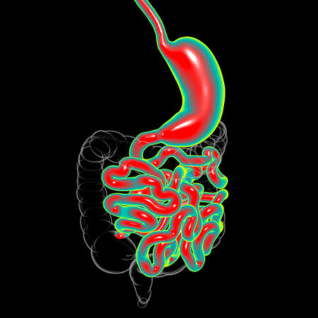 Stomach Anatomy Human Digestive System For Medical Concept 3D Illustrationの写真素材