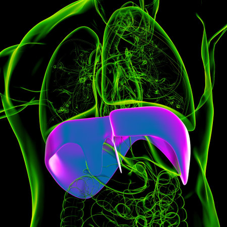 Diaphragm Human Respiratory System Anatomy For Medical Concept 3D Illustration