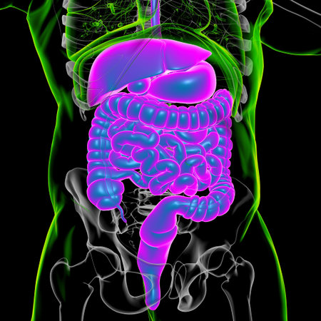 Human Digestive System Anatomy For Medical Concept 3D Illustration