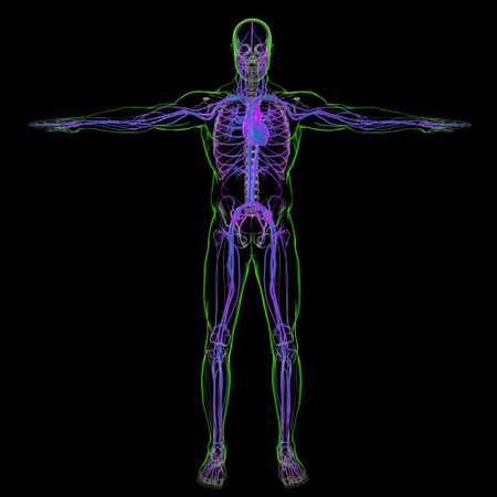 Human Heart With Circulatory System Anatomy For Medical Concept 3D Illustration
