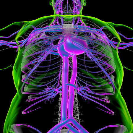 Human Heart With Circulatory System Anatomy For Medical Concept 3D Illustration