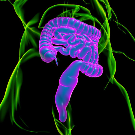 Small and Large Intestine 3D Illustration Human Digestive System Anatomy For Medical Concept