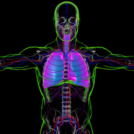 Lungs Human Respiratory System Anatomy For Medical Concept 3D Illustrationの写真素材