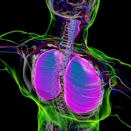 Lungs Human Respiratory System Anatomy For Medical Concept 3D Illustration