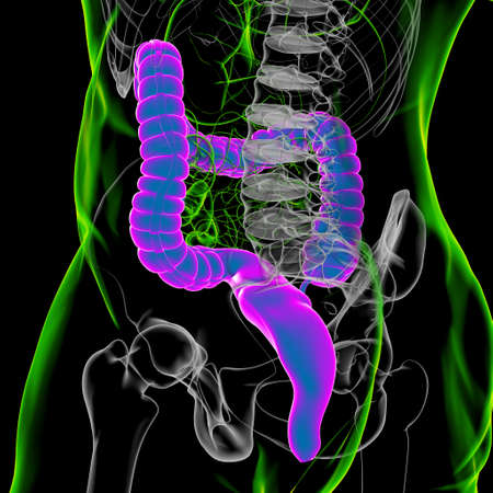 Large Intestine 3D Illustration Human Digestive System Anatomy For Medical Conceptの写真素材