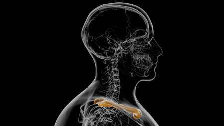 Human skeleton anatomy Clavicle Bones 3D Rendering For Medical Conceptの写真素材