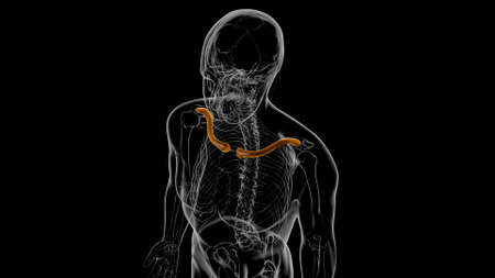 Human skeleton anatomy Clavicle Bones 3D Rendering For Medical Conceptの写真素材