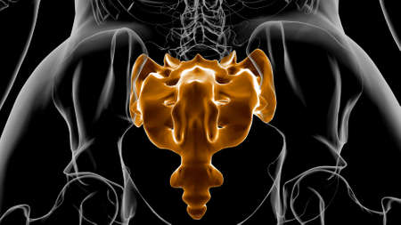 Human skeleton anatomy Sacral Bone 3D Rendering For Medical Conceptの写真素材