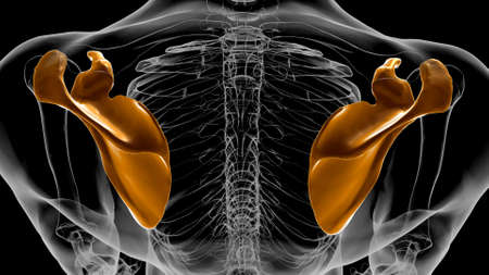 Human skeleton anatomy Scapula Bone 3D Rendering For Medical Conceptの写真素材
