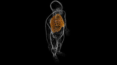 Human skeleton anatomy Rib Cage 3D Rendering For Medical Conceptの写真素材