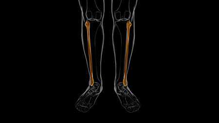 Human skeleton anatomy Fibula Bone 3D Rendering For Medical Concept