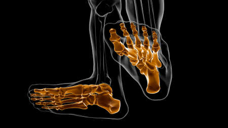 Human Skeleton Foot bones Anatomy For Medical Concept 3D Illustrationの写真素材