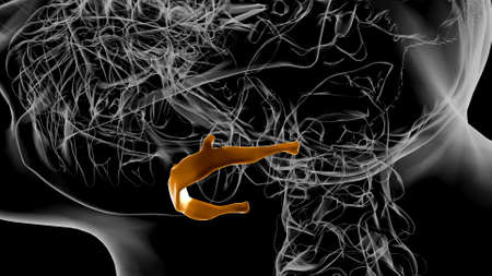 Human Skeleton Hyoid bone Anatomy For Medical Concept 3D Illustrationの写真素材