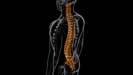 Human Skeleton Vertebral Column Vertebrae Anatomy 3D Illustrationの写真素材