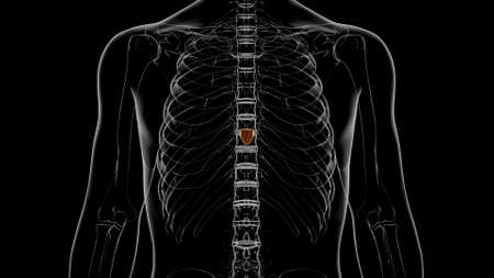 Human Skeleton Xiphoid process Anatomy 3D Illustrationの写真素材