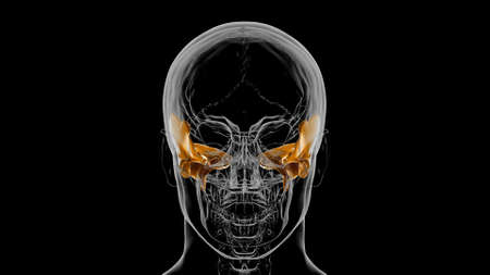 Human Skeleton Skull Temporal Bone Anatomy For Medical Concept 3D Illustrationの写真素材