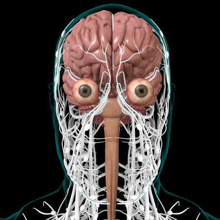 Human Brain Anatomy For Medical Concept 3D Illustration
