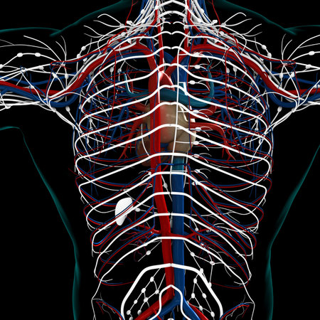 Human Heart With Circulatory System Anatomy For Medical Concept 3D Illustration