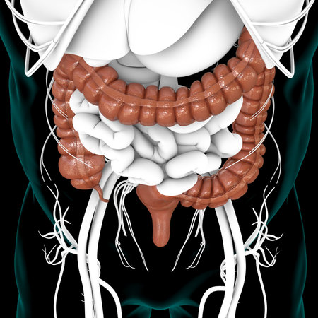 Large Intestine 3D Illustration Human Digestive System Anatomy For Medical Concept
